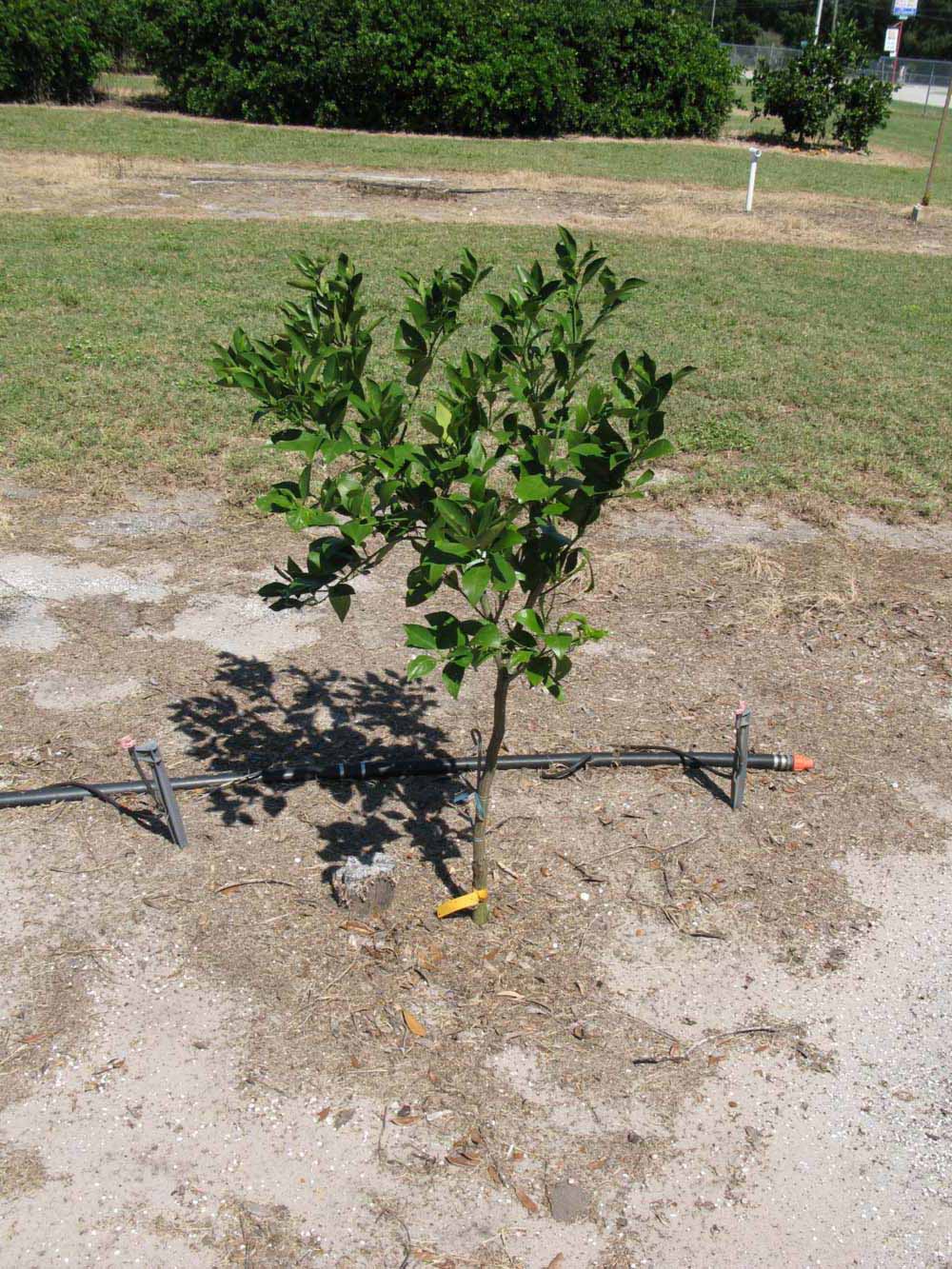              Habit (Winter Haven, FL)       